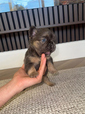 Fluffy Frenchie