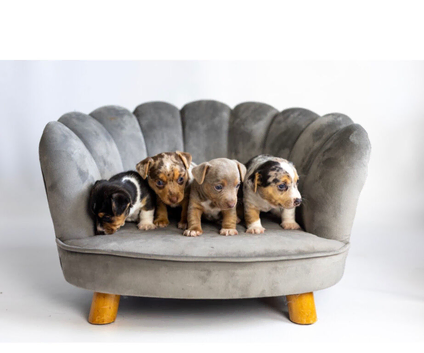Rainbow coloured Jack Russell&rsquo;s