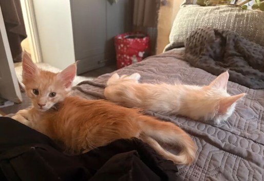 GENTLE GIANTS MAINE COON KITTENS