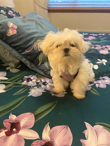 KC Reg Maltese Girl Puppy