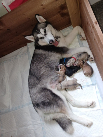 Exceptional siberian husky puppies