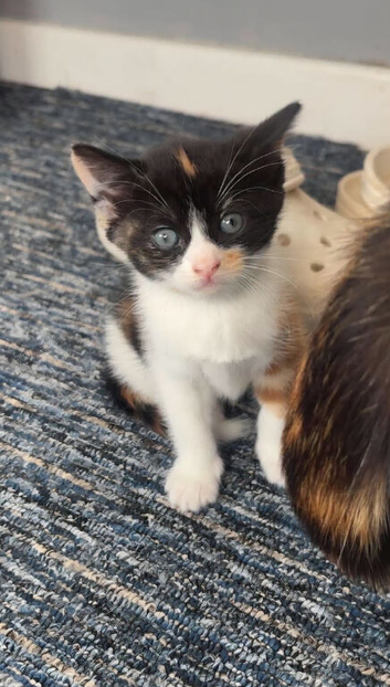2 female kittens