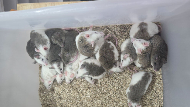 African Soft Furred Rats