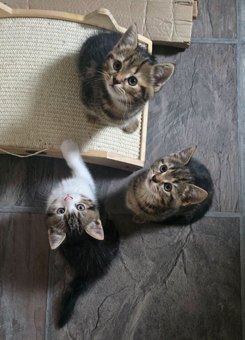 4 beutifull kittens