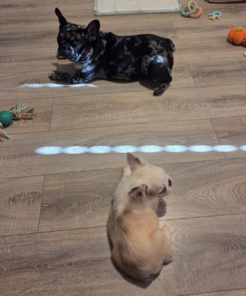 Two french bulldogs, 5 years and 4 months