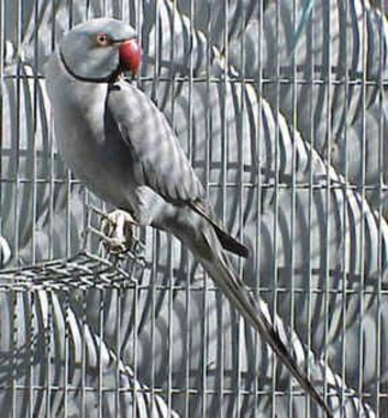 Ringneck breeding pair bonded