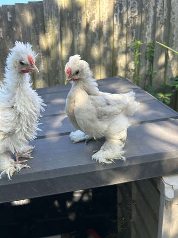 8 week old silkie pekin cross