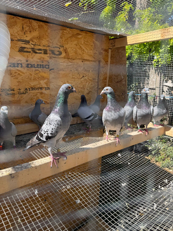 Racing pigeons