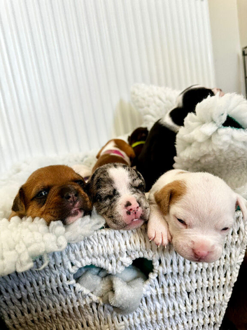 A* old english  F3 x American bulldog puppies