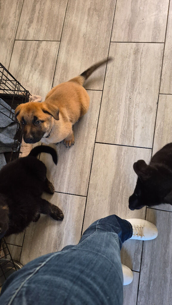 shepkita puppies ready now 2 girls left
