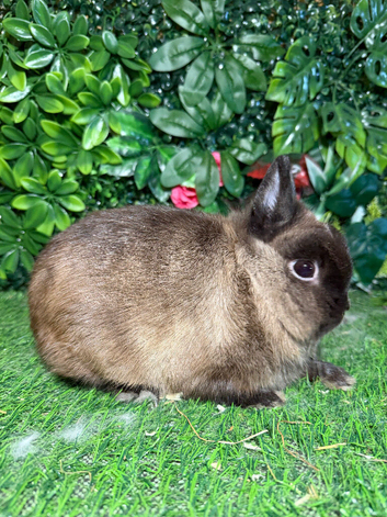 Pure breed Netherlands dwarf buck
