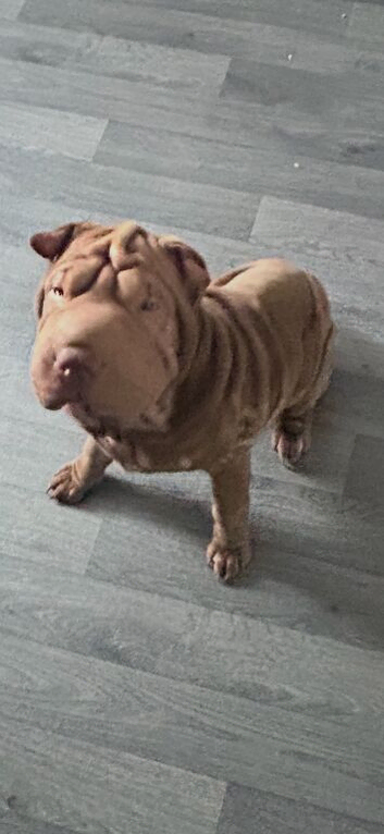 Beautiful 6-Month-Old Shar Pei For Sale