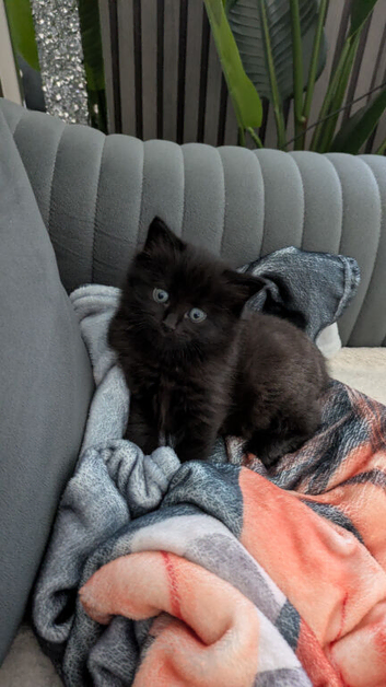 Ragdoll mix black kittens