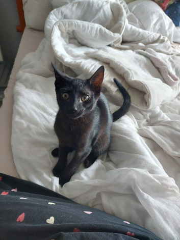 14 Week Old Male Kitten
