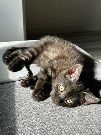 Black male cat