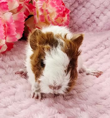 4 sows available