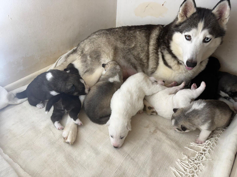 ​Gorgeous Siberian Husky Puppies