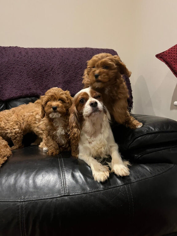 F1 Beautiful cavapoo puppies