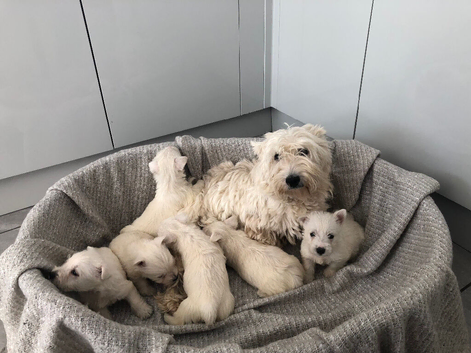 West highland terriers puppy&rsquo;s
