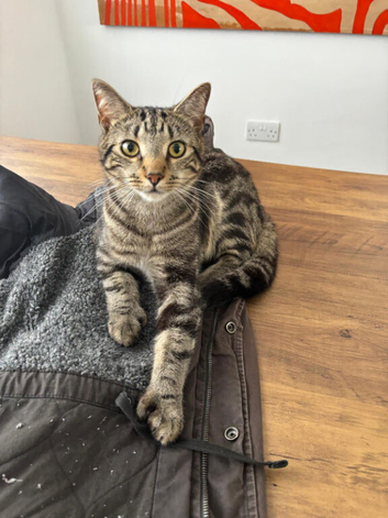 Meeko