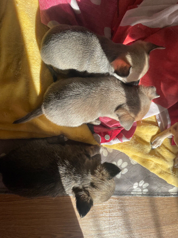 Chihuahua puppies