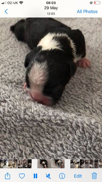 5* pedigree Boston terriers