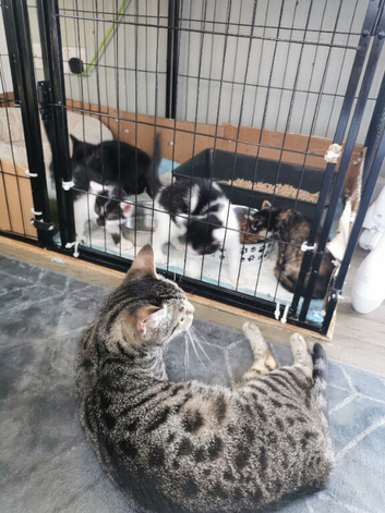 Bengal cross kittens, ready now!