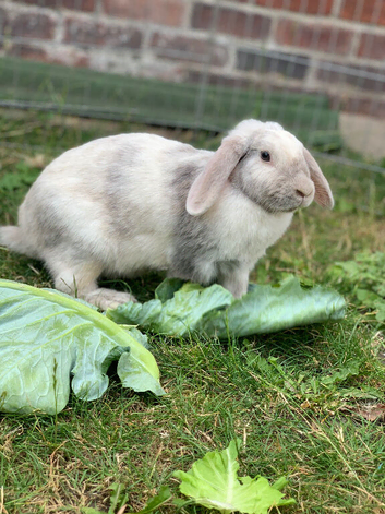 Gorgeous mini lop female
