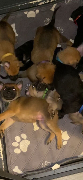 Bullherder pups