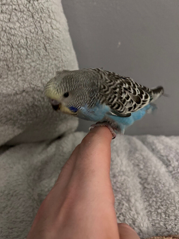 Baby  Budgie seven weeks old (Blue Pied Yellow Face)