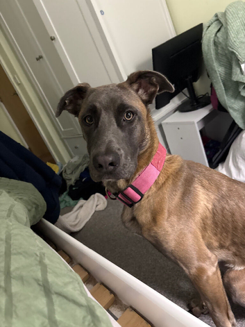 Belgian Malinois cross Cane Corso