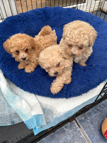 3 Gorgeous Poochon Puppies for sale