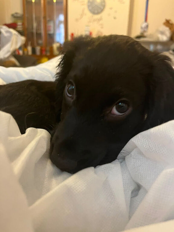 Beautiful Male Cocker Spaniel Puppy