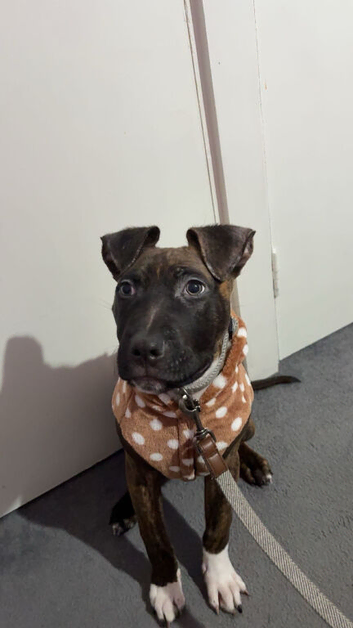 Staffie x mastiff