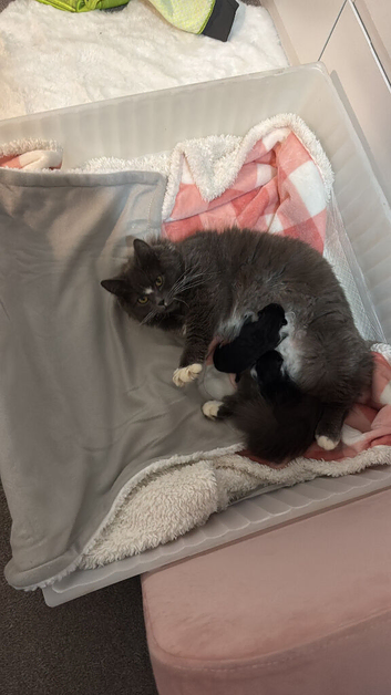 Kitten