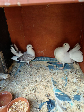 Exhibition Fantails,