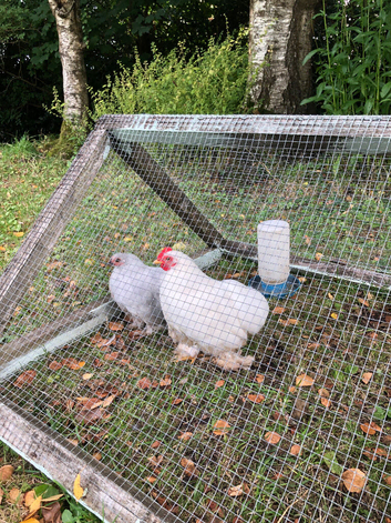 Pair of pekin bantams