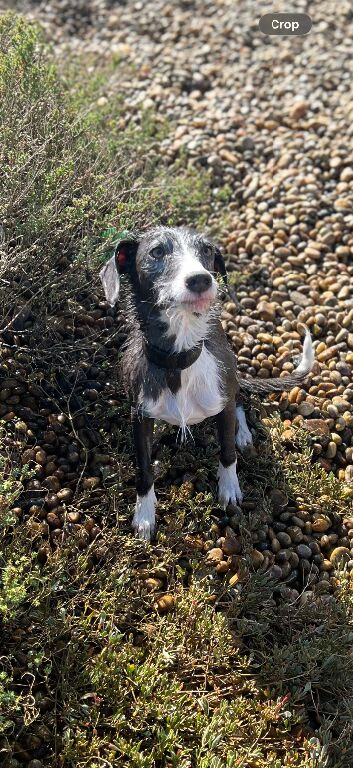 Bedlington whippet x springer spaniel puppies