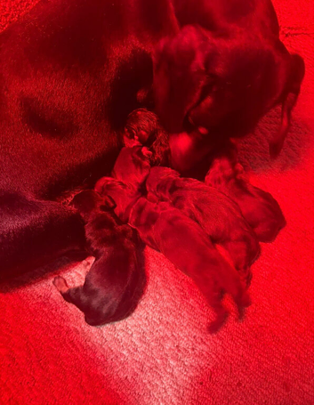 Dashound puppies
