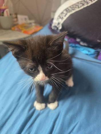 Kitten for sale