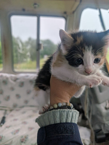 Kittens