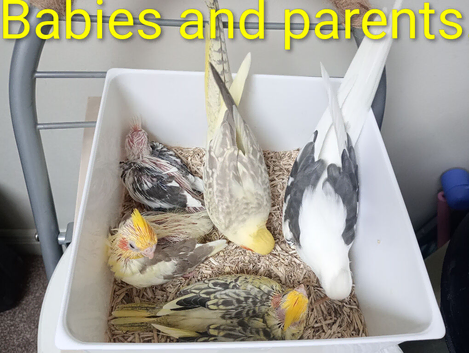 Baby cockatiels