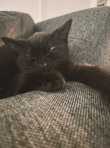 12 week old male kitten