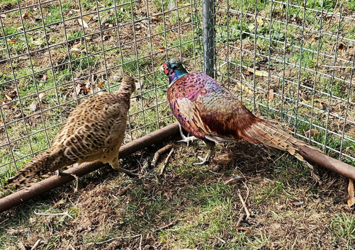 Common Ringneck Pheasants
