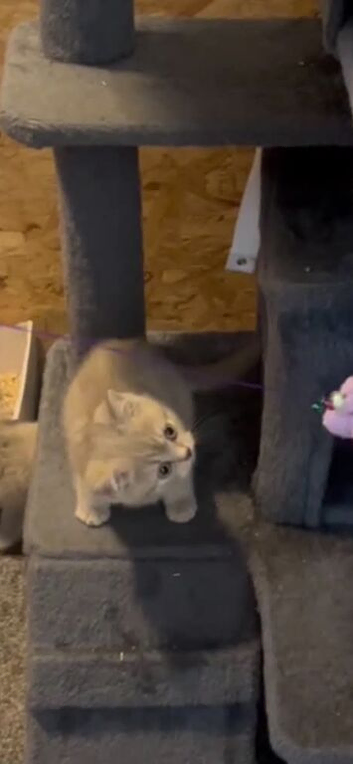 Stunning lilac/cinnamon BSH kittens ready now
