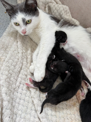 Kittens for homing