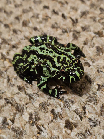 Korean fire bellied toad