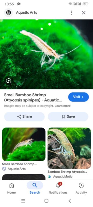 Bamboo shrimps
