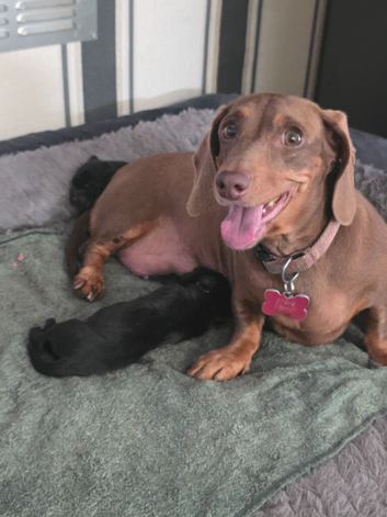 Dachshund cross spaniel puppies