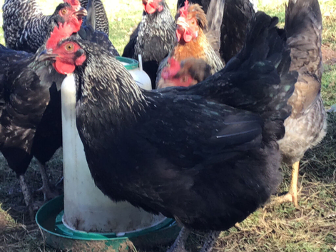 FRENCH SILVER BLACK MARAN HATCHING EGGS